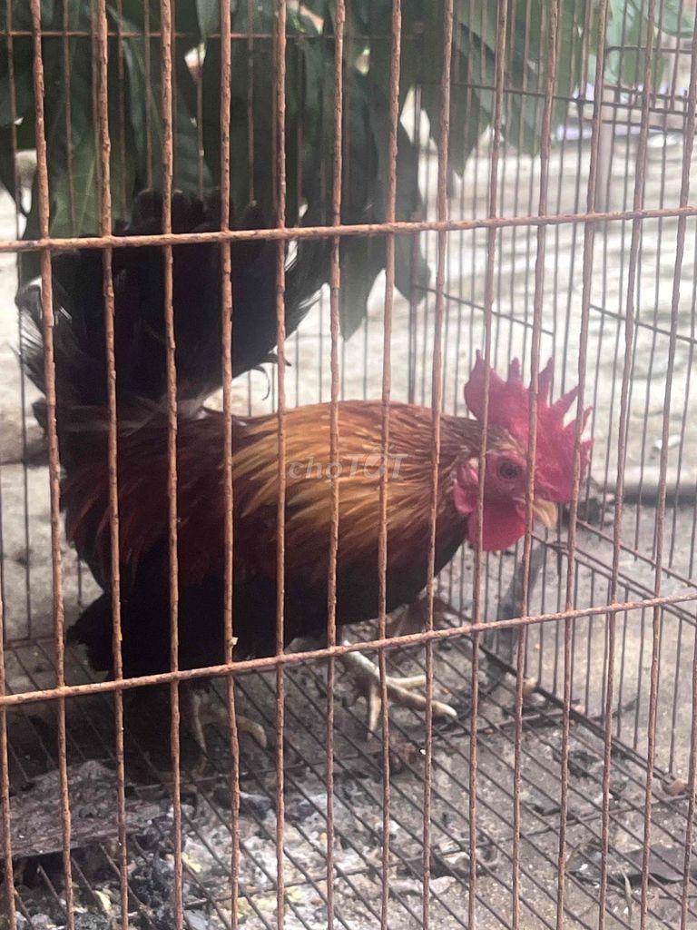Gà tre Thái. Mua bán Gà tại Thành phố Buôn Ma Thuột Đắk Lắk được đăng bởi Lê thanh Ngoc hình 1