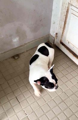 HCM -  2 bé bull pháp bò sữa trưởng thành