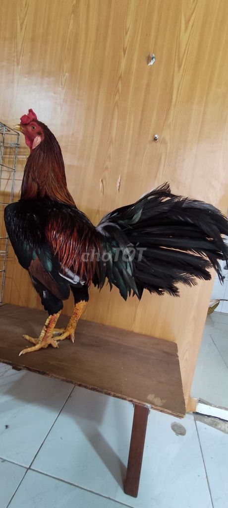 Gà nọc Việt chân vuông . Mua bán Gà tại Quận 10 Tp Hồ Chí Minh được đăng bởi Khoi hình 1