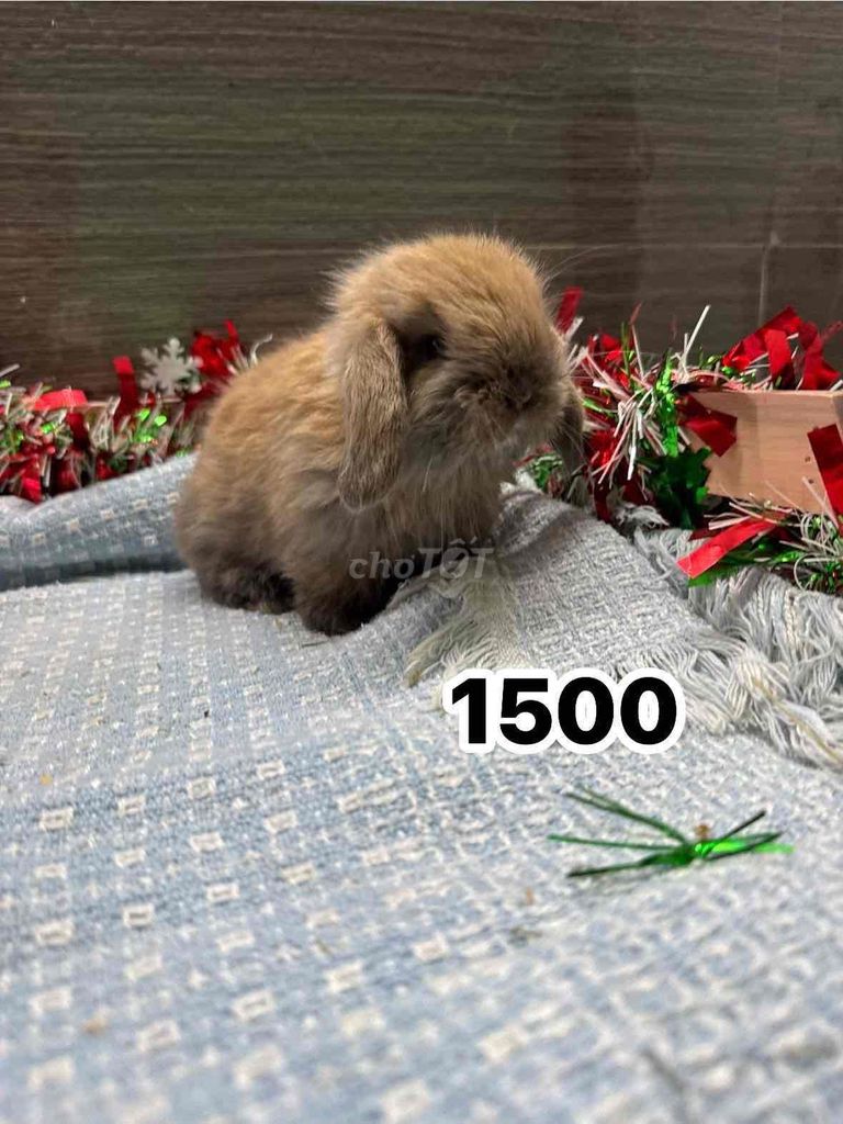 Thỏ tai cụp Holland. Mua bán Thú cưng khác tại Quận Ninh Kiều Cần Thơ được đăng bởi Nông Trại Gu Thích Thú  hình 1