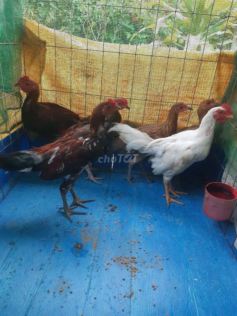 Gà Thái Mỹ Việt trống 2 tháng rưỡi. Mua bán Gà tại Huyện Mỹ Tú Sóc Trăng được đăng bởi phạm quy  hình 1