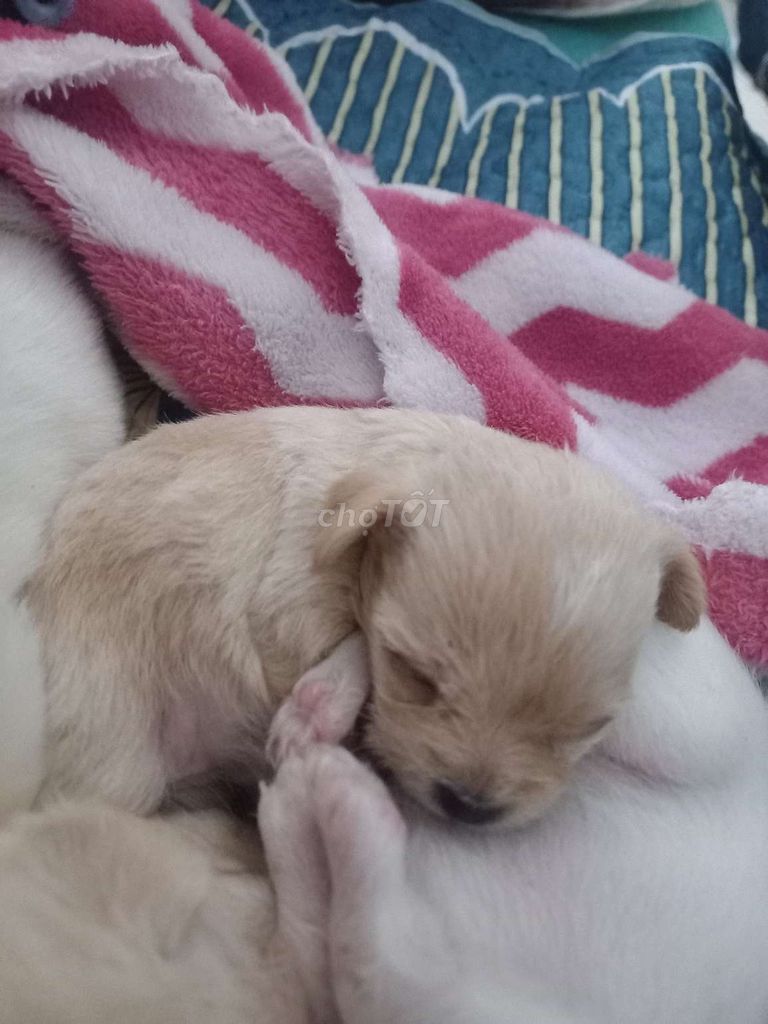 Chó teacup siêu dễ thương. Mua bán Chó tại Quận 12 Tp Hồ Chí Minh được đăng bởi Thu Le hình 1