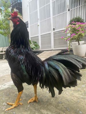 Gà ô viet. Mua bán Gà tại Quận 7 Tp Hồ Chí Minh được đăng bởi chuyên gà Viet