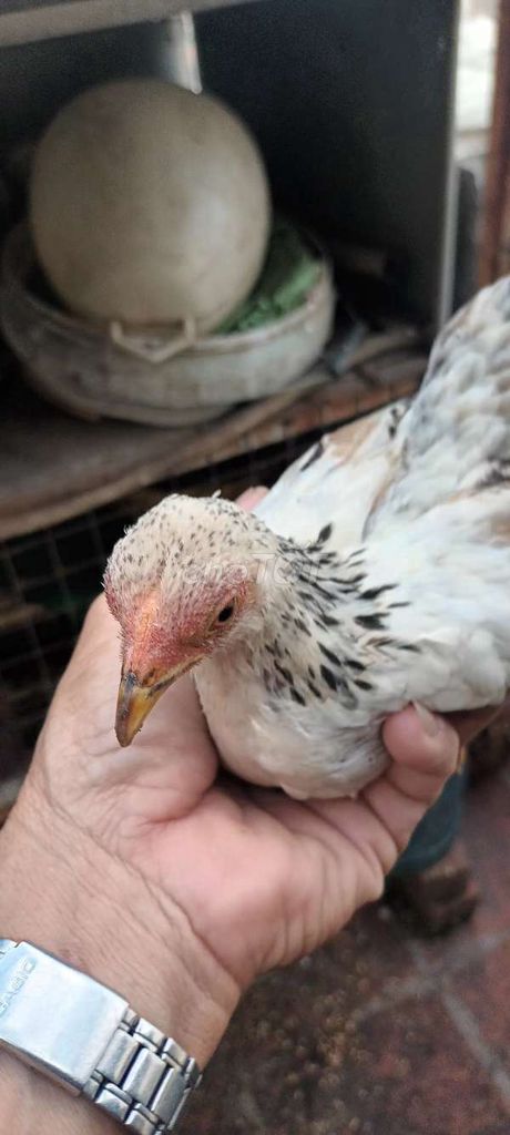 Gà tre Trắng đen cả hai. Mua bán Gà tại Thành phố Thủ Đức Tp Hồ Chí Minh được đăng bởi Phạm Trường hình 1