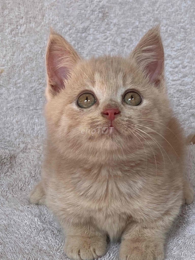 mèo anh lông ngắn cream đực hơn 2th. Mua bán Mèo tại Quận 8 Tp Hồ Chí Minh được đăng bởi Mèo Meo hình 3