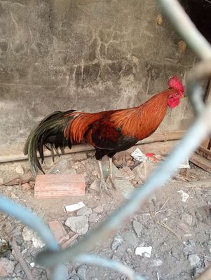 Gà thái mỹ 5.5 thì gà hiện 2ki3 trạng 2ki8