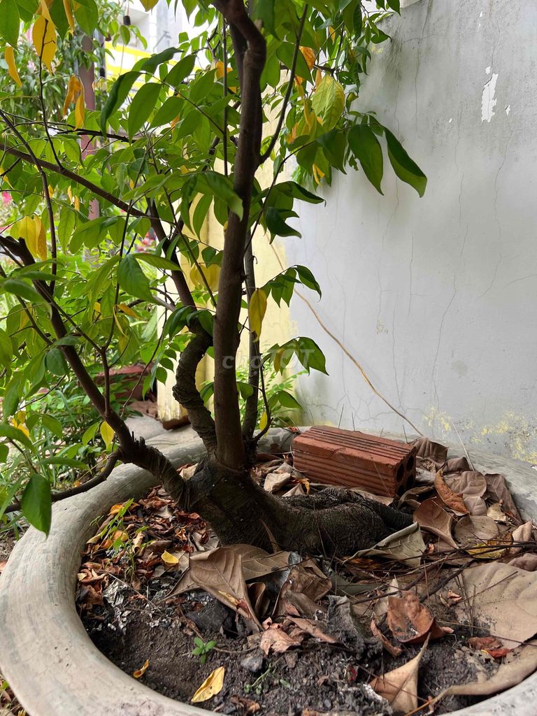 Cây cảnh Khế chua Nhật 2 gốc. Mua bán Cây cảnh, đồ trang trí tại Huyện Long Thành Đồng Nai được đăng bởi Lê Quang Hoàng hình 1
