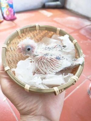 Vẹt non Trắng
