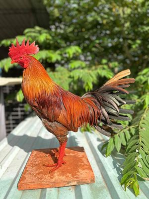 khét 3kg1. Mua bán Gà tại Quận 8 Tp Hồ Chí Minh được đăng bởi Chuyên Gà Nòi sanh sữa cho AE