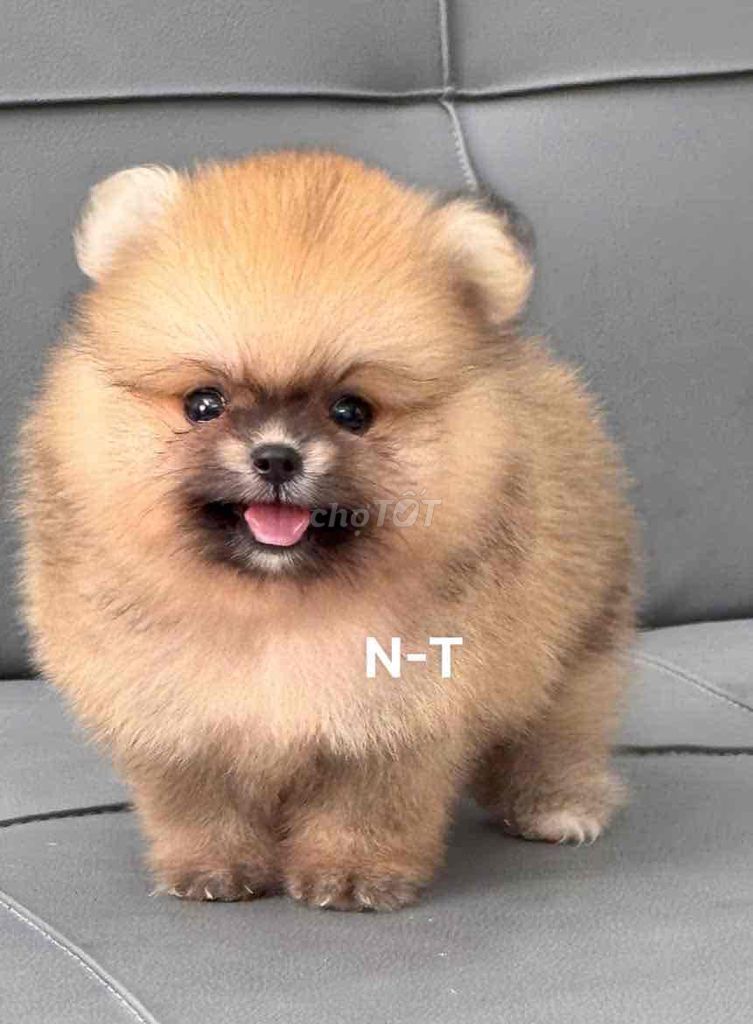 Chó Pomeranian Xám cam Đã tiêm vaccine. Mua bán Chó tại Quận Bình Tân Tp Hồ Chí Minh được đăng bởi Trang  hình 1