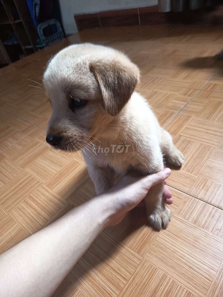 Chó con 2 tháng tuổi. Mua bán Chó tại Huyện Thanh Trì Hà Nội được đăng bởi Đạt Nguyễn hình 1