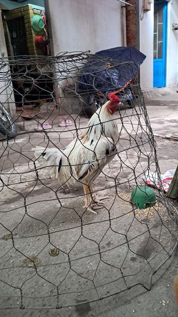 Gà Asil bướm 2.6kg Trắng. Mua bán Gà tại Huyện Bình Chánh Tp Hồ Chí Minh được đăng bởi Tuấn hình 1