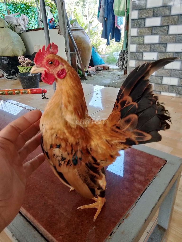 Gà Serama trống 6 tháng. Mua bán Gà tại Huyện Phong Điền Cần Thơ được đăng bởi Vinh Mai hình 1