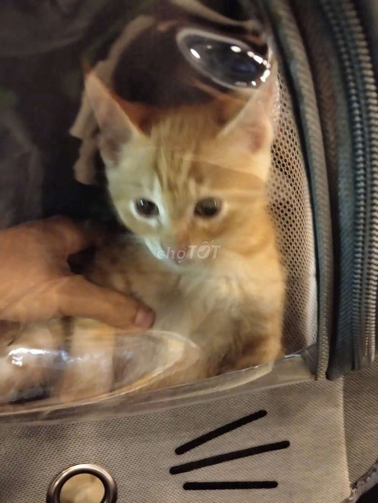 Mèo mướp ta đã tiêm. Mua bán Mèo tại Quận 3 Tp Hồ Chí Minh được đăng bởi Nguyên Nhân hình 1