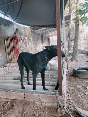 Chó Becgie Bỉ đen trưởng thành