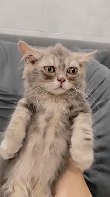 Mèo Maincoon Lai 2.5 Triệu- Xám trắng