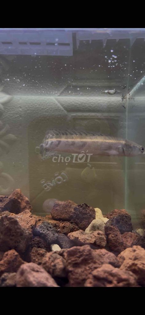Cá cảnh lóc YL Riau 12-14 cm. Mua bán Thú cưng khác tại Quận Bình Tân Tp Hồ Chí Minh được đăng bởi Tấn Tài hình 1