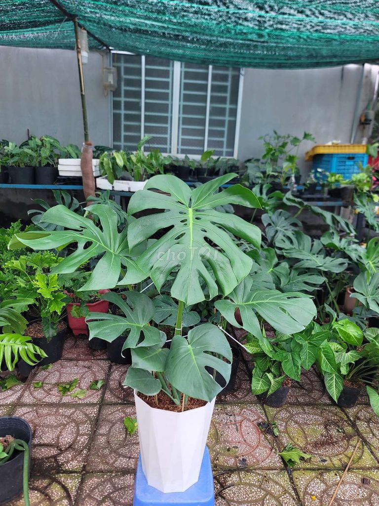 Cây cảnh Monstera Xanh lá trang trí nhà cửa. Mua bán Cây cảnh, đồ trang trí tại Quận Cái Răng Cần Thơ được đăng bởi Mê kiểng lá  hình 1