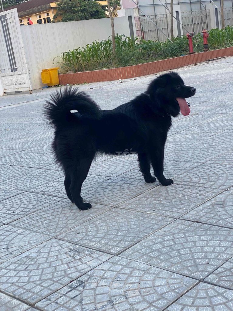 Chó Bắc Hà cái 3 năm. Mua bán Chó tại Huyện Thường Tín Hà Nội được đăng bởi Đông Nguyễn hình 1
