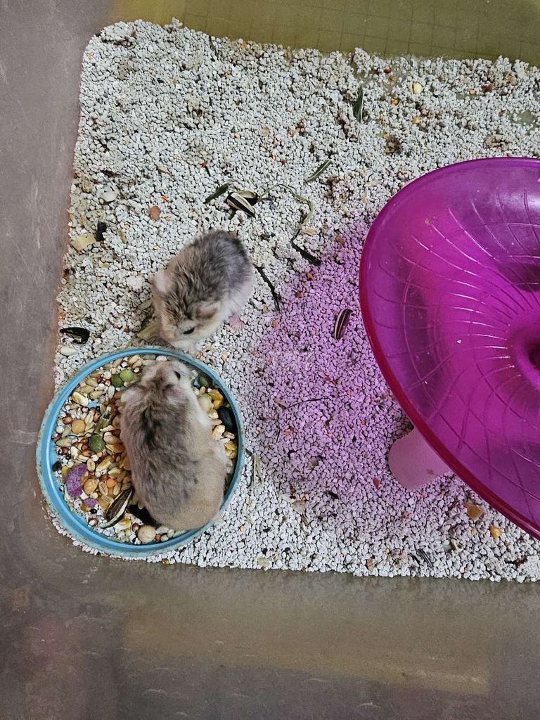 bán hamster robo giá rẻ 🐹💰😊. Mua bán Thú cưng khác tại Thành phố Thủ Đức Tp Hồ Chí Minh được đăng bởi Hamster Mobi hình 1