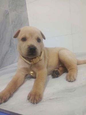 Chó Labrador F1 Vàng kem tròn ú rất đáng yêu 
