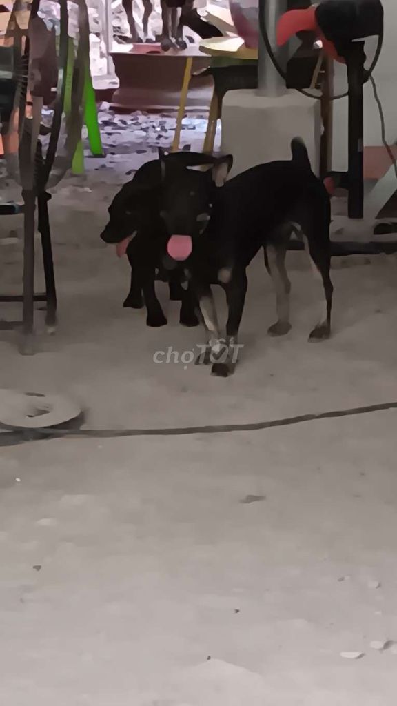 Chó mực đen  a chi nào cần nuôi phong thủy . Mua bán Chó tại Huyện Hòa Thành Tây Ninh được đăng bởi thaonguyen hình 1