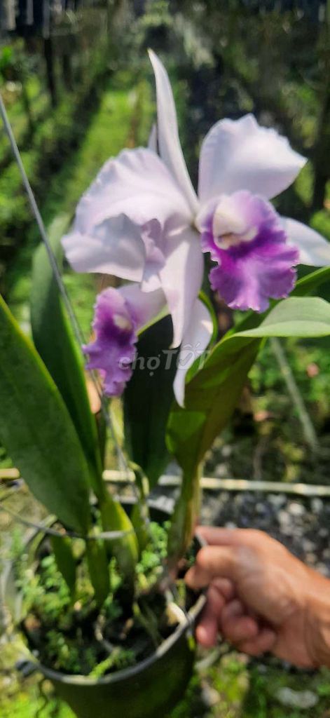 Lan Cattleya Tím Trắng Đang ra hoa. Mua bán Cây cảnh, đồ trang trí tại Huyện Củ Chi Tp Hồ Chí Minh được đăng bởi Nông Văn Đỗ hình 1