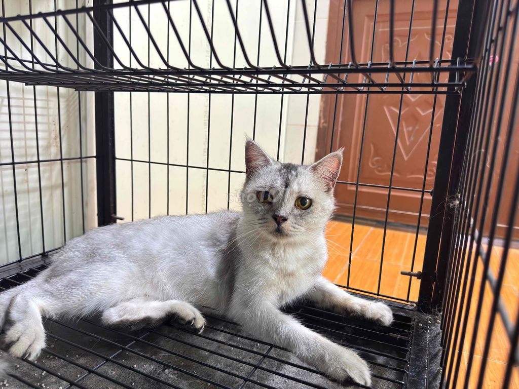 Mèo anh lông ngắn bán thanh lí. Mua bán Mèo tại Quận Ninh Kiều Cần Thơ được đăng bởi Trần Hữu Tình hình 1