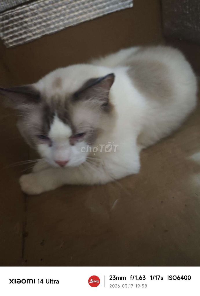 Mèo Ragdoll đực 1 tuổi. Mua bán Mèo tại Thành phố Đà Lạt Lâm Đồng được đăng bởi Duy Thắng hình 1