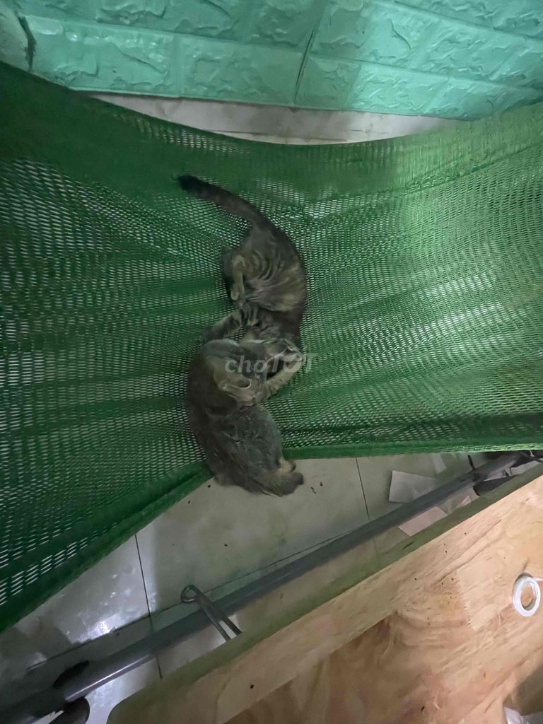 Mèo con Đa sắc. Mua bán Mèo tại Quận 6 Tp Hồ Chí Minh được đăng bởi hoa hình 1