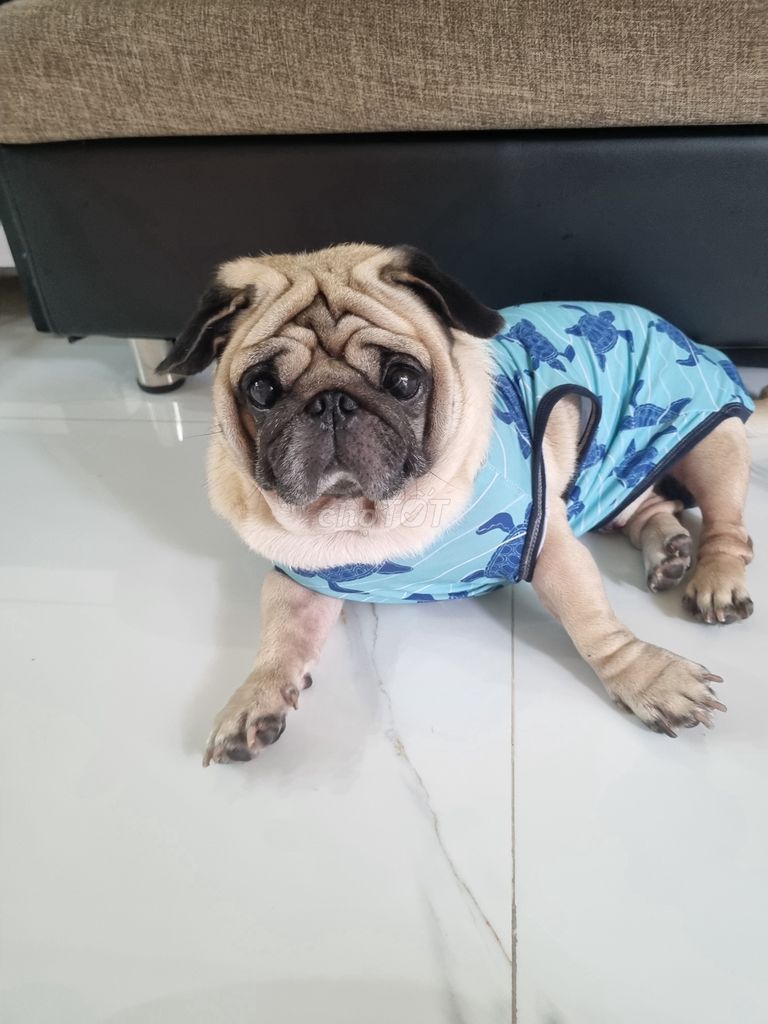 Tìm nhà mới cho bé cún. Mua bán Chó tại Thị xã Bến Cát Bình Dương được đăng bởi Nguyễn xuân diệu hình 3