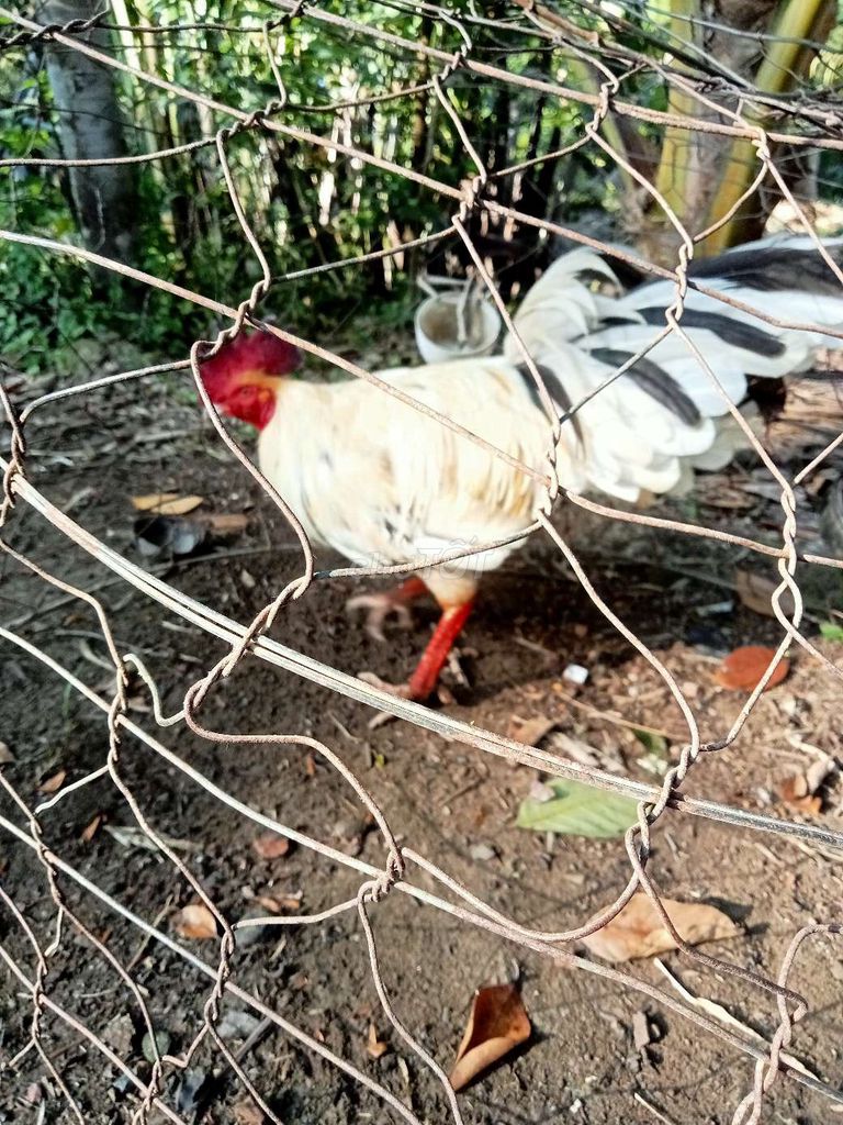Gà Trắng Đực. Mua bán Gà tại Huyện Mỏ Cày Bắc Bến Tre được đăng bởi Thanh hung hình 1