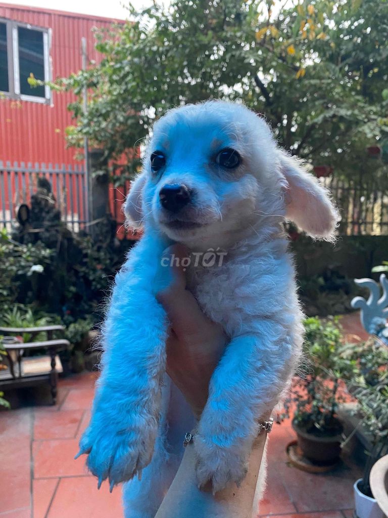 Chó Boddel trắng 3 tháng đã tiêm. Mua bán Chó tại Quận Long Biên Hà Nội được đăng bởi Nguyễn Thị Quyên hình 1