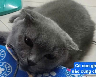 Mèo Xiêm 1.5 tuổi màu Xám