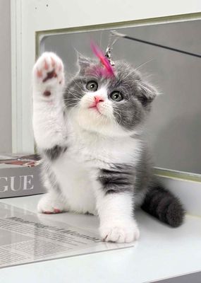 mèo anh lông ngắn bicolor tai cụp