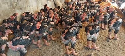 Gà đông tảo f1 1,7kg-2kg. Mua bán Gà tại Quận Bình Thạnh Tp Hồ Chí Minh được đăng bởi Hoa