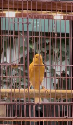 Chim Hồng yến trống tơ