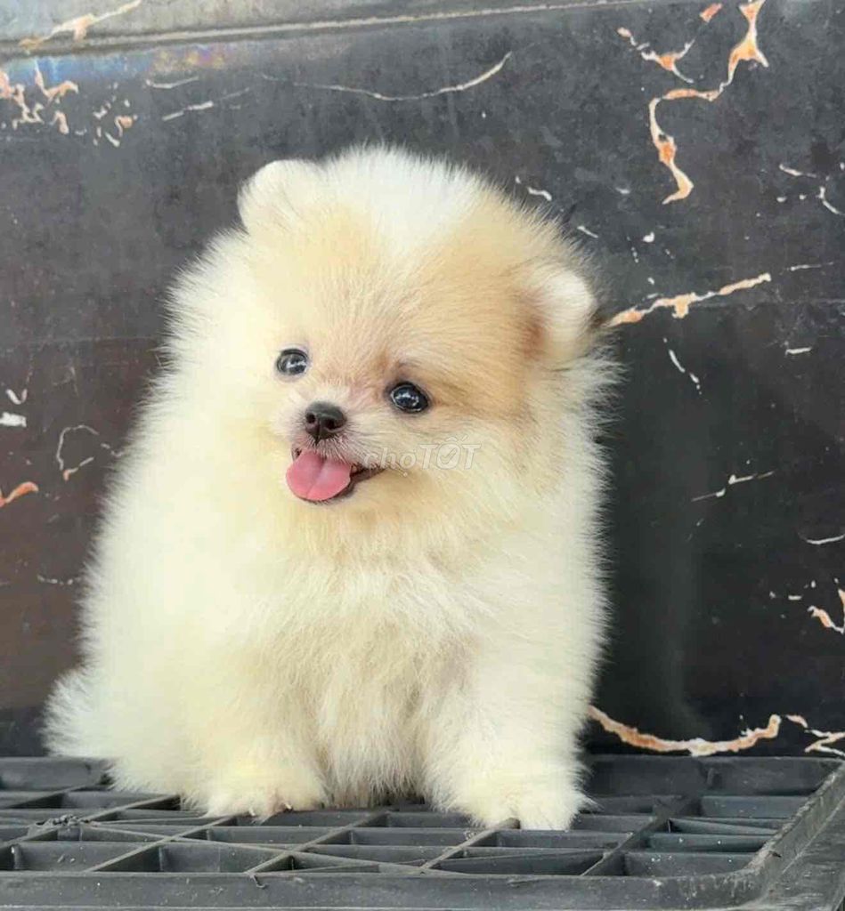 chó Pom mini siêu yêu 💝. Mua bán Chó tại Huyện Bình Chánh Tp Hồ Chí Minh được đăng bởi Huỳnh Chân hình 4