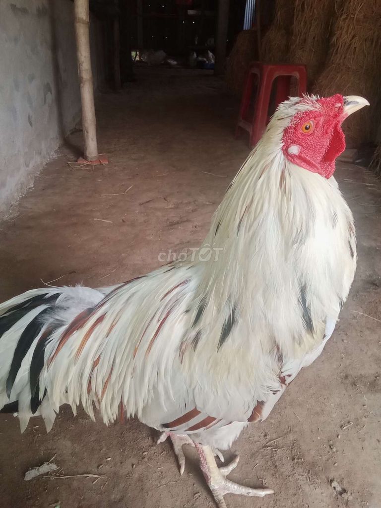 Gà bướm 2k8. Mua bán Gà tại Huyện Càng Long Trà Vinh được đăng bởi huynh long hình 2