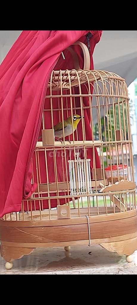 Cả bộ chim khuyên bổi tuyển đẹp. Mua bán Chim tại Quận 6 Tp Hồ Chí Minh được đăng bởi HEO QUAY DA DÍNH NẠC hình 1