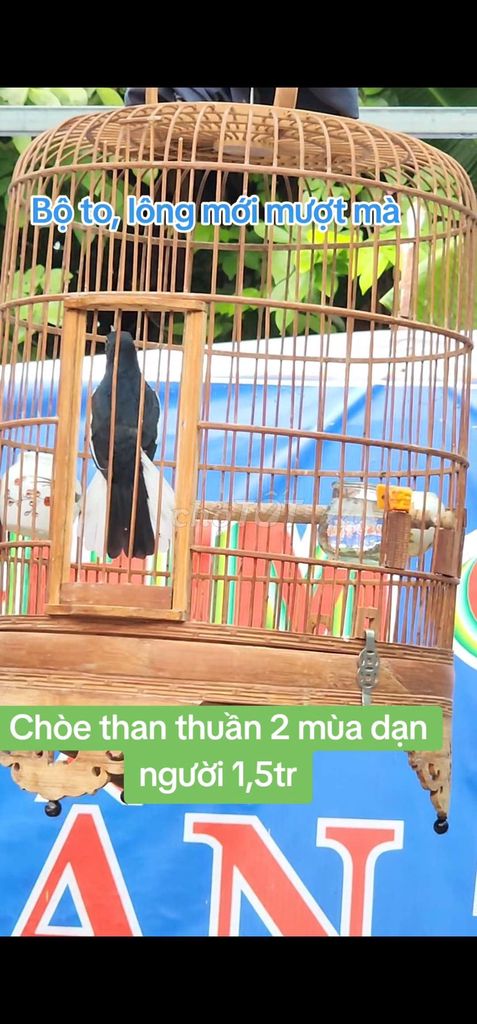 Chòe than mái thuần 2 mùa bộ to, lông mới mượt mà