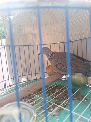 Cu gáy khách giao lưu chòe than, chào mào.... Mua bán Chim tại Thành phố Thủ Đức Tp Hồ Chí Minh được đăng bởi Hai