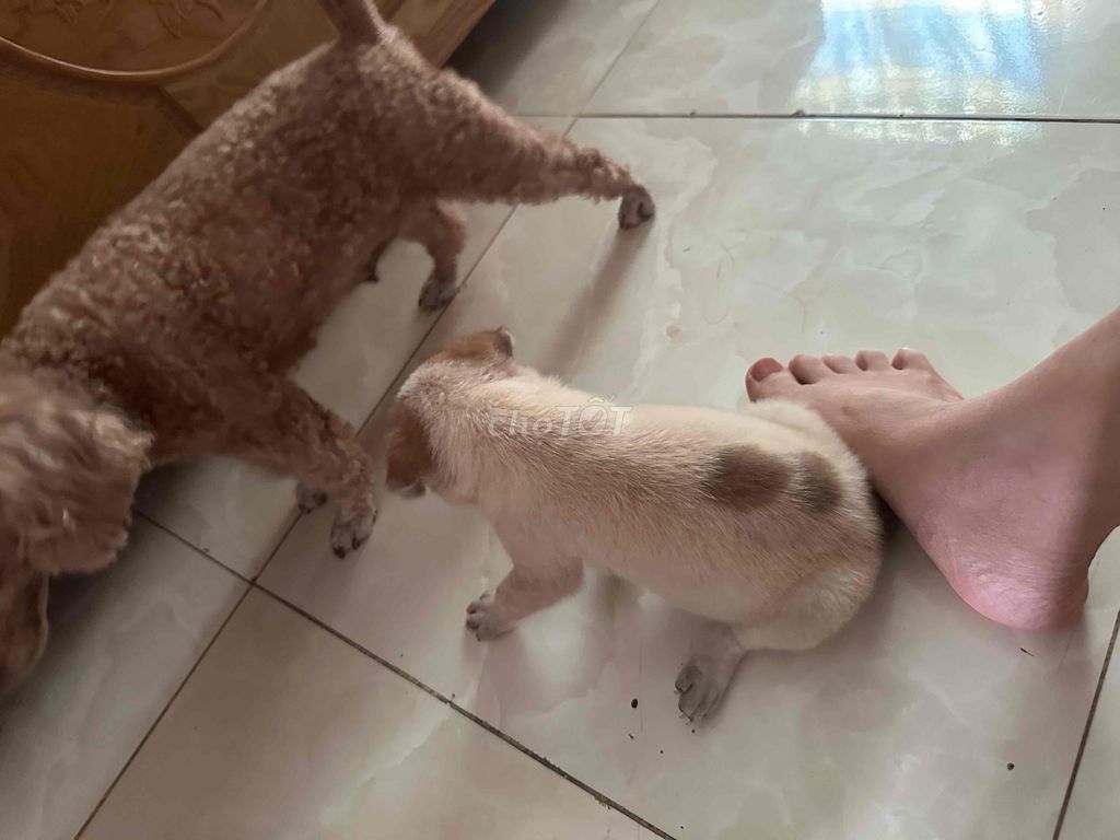 tặng cho ai yêu thương ạ. Mua bán Chó tại Huyện Nhà Bè Tp Hồ Chí Minh được đăng bởi Nguyen Hong hình 1