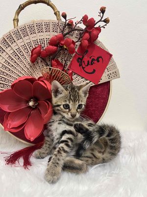 Bengal thuần chủng trên 3 tháng tuổi 1,1 kg