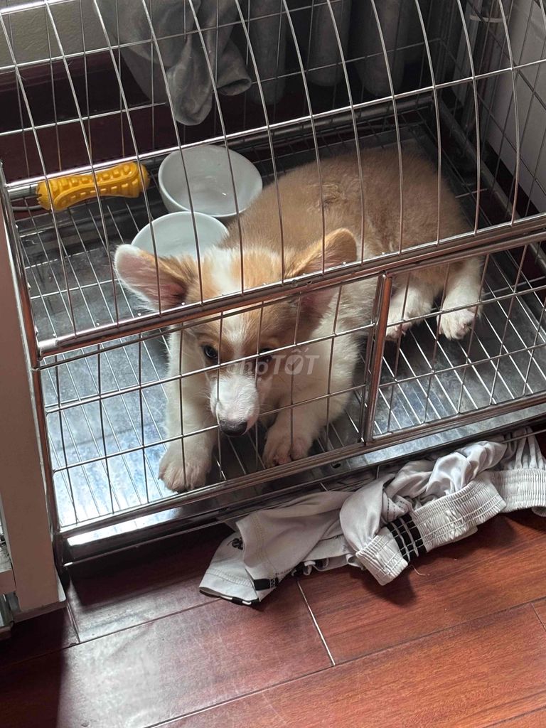 Chó Corgi Nâu trắng lông dài đã tiêm 3 mũi. Mua bán Chó tại Quận Tây Hồ Hà Nội được đăng bởi Tr Nhan hình 1