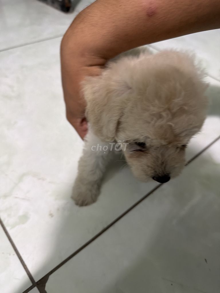 Chó Poodle Trắng kem. Mua bán Chó tại Quận Bình Tân Tp Hồ Chí Minh được đăng bởi Quân Trần Minh hình 1