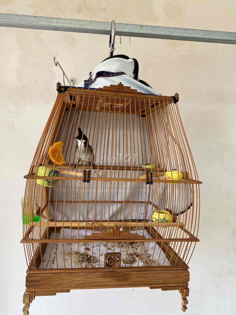 Chim chào mào A LƯỚI huế 1 mùa khá thuần. Mua bán Chim tại Thành phố Vũng Tàu Bà Rịa - Vũng Tàu được đăng bởi tien hình 1