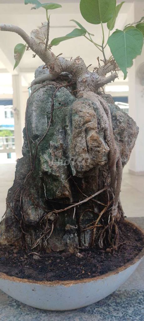 Cây cảnh bonsai nghệ thuật trang trí. Mua bán Cây cảnh, đồ trang trí tại Quận 1 Tp Hồ Chí Minh được đăng bởi Đức Hà hình 1