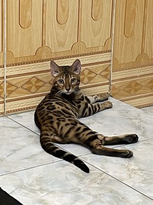Tìm chủ mới cho bé mèo cái bengal 4 tháng tuổi