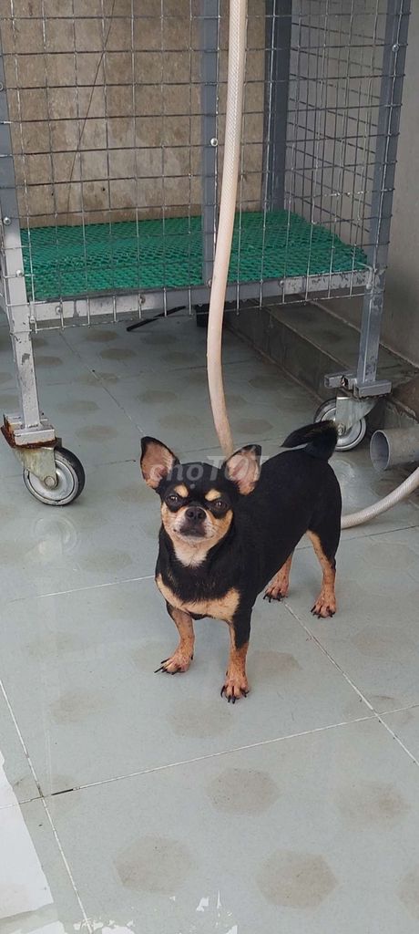 Bán chihuahua heo lùn đã sinh 2 lứa